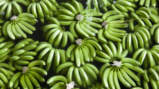 Зелёные бананы