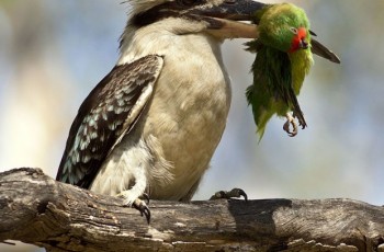 Кукабара (kookaburra), фото Кристофера Томаса